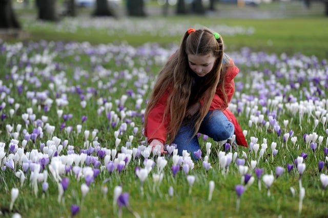27th February 2021
A sign of Spring as the Crocus are in full bloom on The Stray in Harrogate
Pictured 9 year old Rosie Pink Williams from Harrogate amoungst the crocus
Picture Gerard Binks