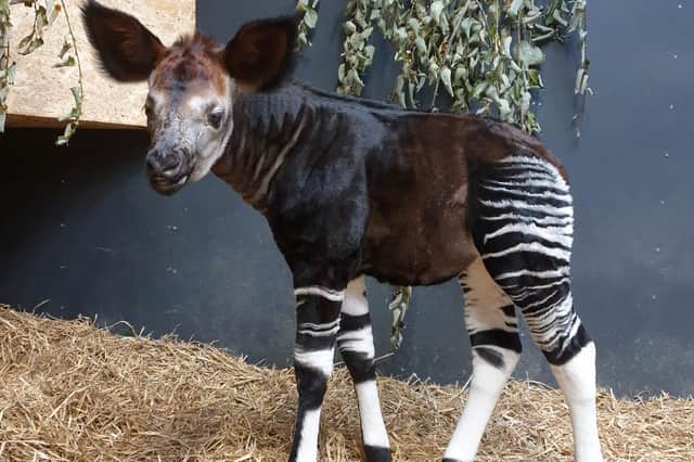 The okapi, often known as the forest giraffe, is under severe threat from poachers, logging, illegal mining and unrest in their native areas of the north eastern rainforests of the Democratic Republic of the Congo.