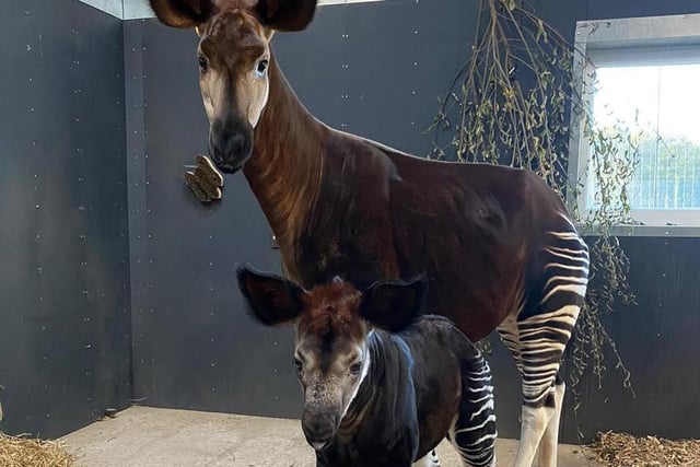 Okapis can grow to almost five-foot-tall at the shoulder with an average body length of eight feet, weigh up to 350 kilograms, and can live to 30 years.