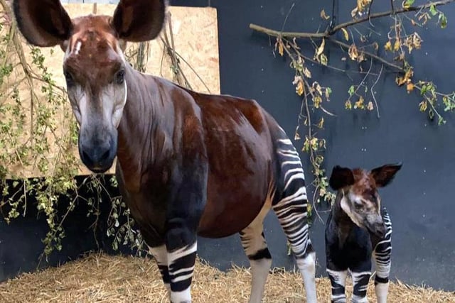 Ruby and Mzimu’s dad Nuru arrived at Yorkshire Wildlife Park in 2018 and are important members of the European Endangered Species Programme, with the birth of Mzimu hailed as a major advance for the species.