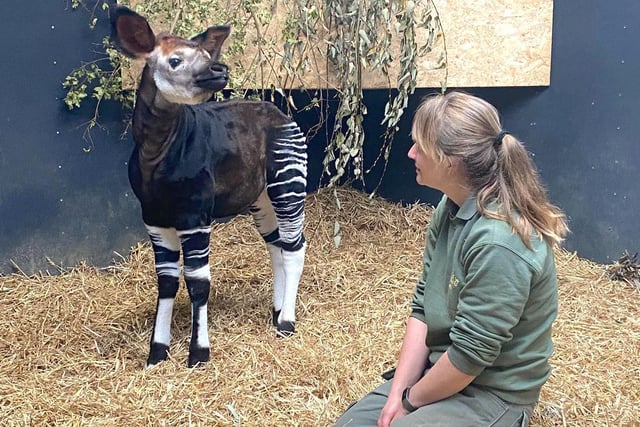 While okapi calves are very vulnerable in their first few months, little Mzimu appears to be thriving - and his progress so far has given a Christmas boost to the team’s Animal Team.