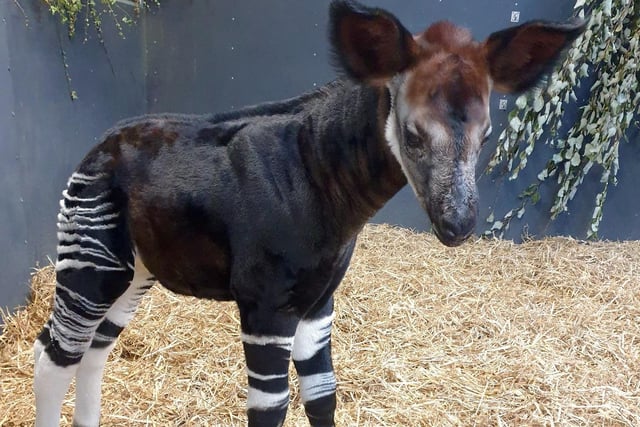 During the vulnerable first few months of a calf’s life, the mother Okapi will hide her youngster in a nest or undergrowth in the wild.