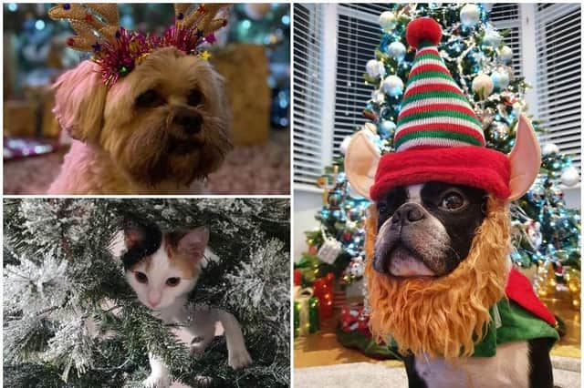 These are just some of your festive pet pictures.