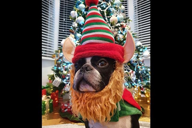 Here's Dylan the Boston terrier looking spectacular. Picture: Brandon Lee Keefe