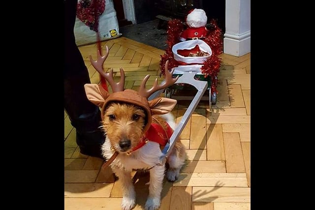 Teddy and his sleigh - thanks to Dawn Evans for sharing.