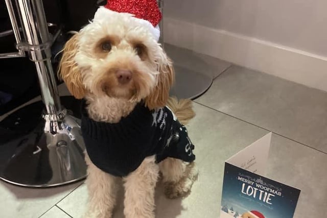 Lottie looking festive on her first Christmas. She will be 1 on January 6. Thanks to Jayne Davidson for sharing.