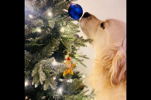 Julie Ingham shared this picture of Archie helping to decorate the Christmas tree.