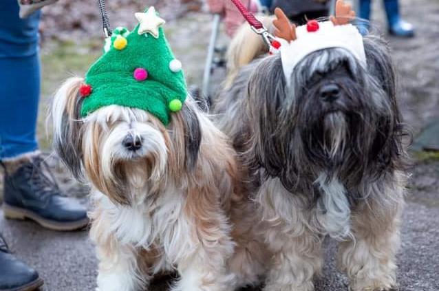 Chester and Maisie ready for Christmas. Picture: Sharon Morrell