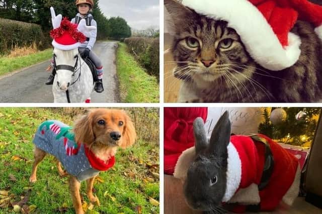 Plenty of your pets are in the Christmas spirit