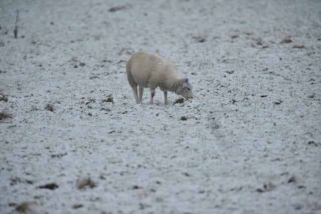 A sheep searching for grass underneath snow just outside Leeds