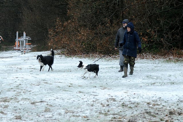 Dogs enoying the snow on Boxing Day in Leeds