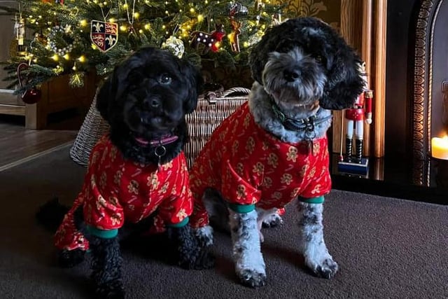 Joanne L Smith
Twinkle and Rufus in their Christmas PJ’s