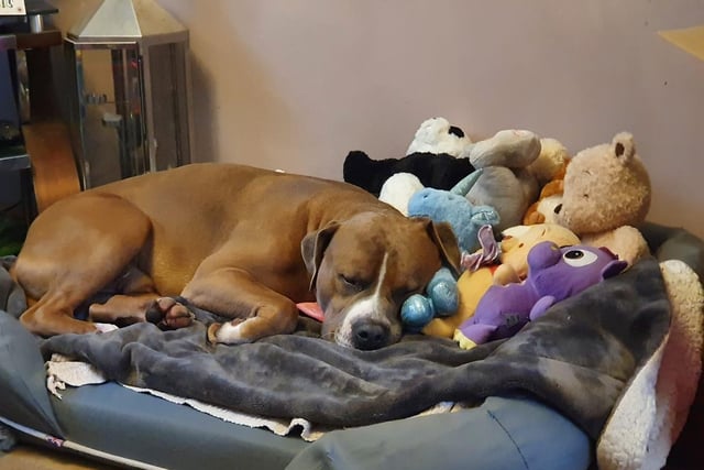 Gemma Marie
Its exhausting when you have all these toys to open