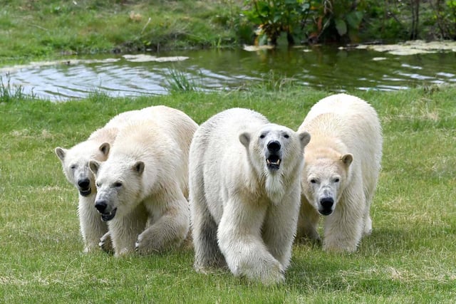 Flocke, aged 12, and her triplets – males Indiana, (known as Indie) and Yuma, and tiny female Tala. The new arrivals from France brought the park’s polar bear total up to eight, which makes Project Polar the largest polar bear centre outside Canada.