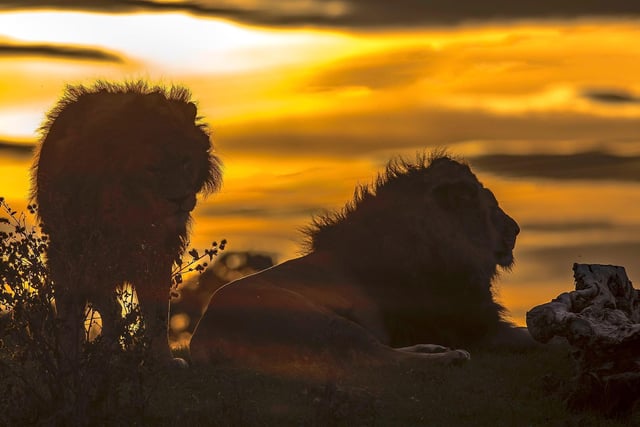 The Lion Sunset Safari saw the big cats soaking up the last of the summer rays. The three prides of African lions were rescued from Romania in 2010.