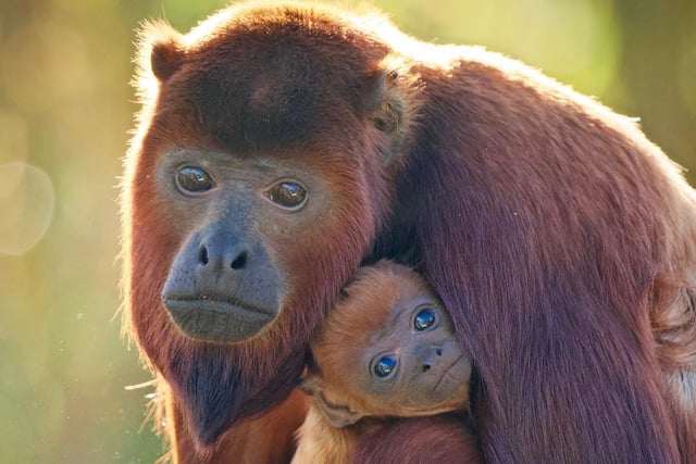 Yorkshire Wildlife Park welcomed Pablo in the autumn. The baby red howler monkey was born in October where he will spend the next few months clinging tightly to his mum, while being supervised by park keepers.