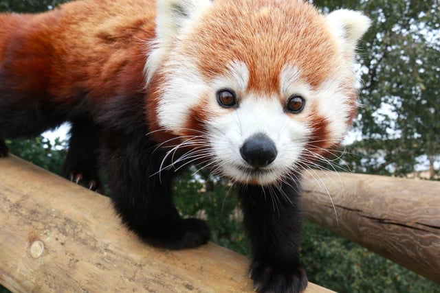 You’ll find this stunning red panda as you hike through the ‘Himalayan Pass', home to sisters Alice, Ariel and Aurora. The Red Panda trio were born in June 2019 and live in the ‘Himalayan Pass’ reserve.