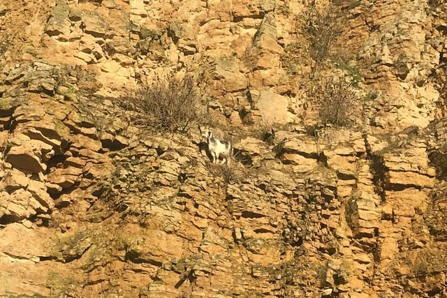 RSPCA and fire officers were called to help a goat who got stuck halfway up a 50m-high cliff edge in a County Durham quarry. Members of the public spotted the stricken animal stranded on the ledge in Raisby Quarry, Coxhoe, on January 20 and raised the alarm.