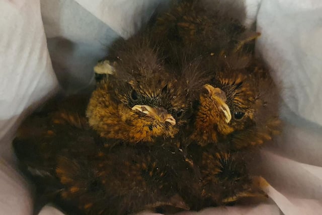 A man was driving 200 miles from Scotland to Warrington, in Cheshire, when he realised the engine was making a rather strange purring sound - more like a cheeping! He was shocked to find five baby robins sitting in a nest under the bonnet on June 23