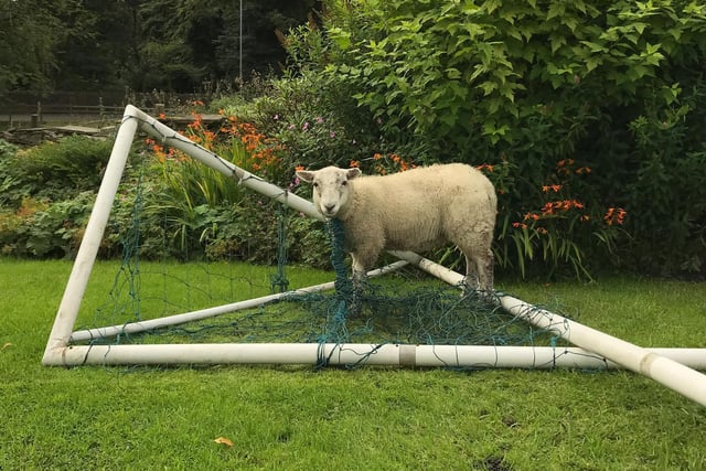 A ewe was left feeling rather sheepish after scoring an own goal and getting tangled in netting in Rossendale, Lancashire. A homeowner raised the alarm on August 22 and rescue Vicki McDonald went to lend a hand. The poor ewe had got herself tangled up in netting from the football goal and had it tangled around her neck.