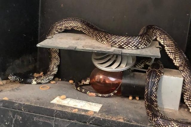 A landlord had a fright when he removed an electric fire from a property he was renovating to find a 4ft-long desert kingsnake behind it! Rescuer Anthony Joynes went to the home in St Helens, Merseyside, to help.