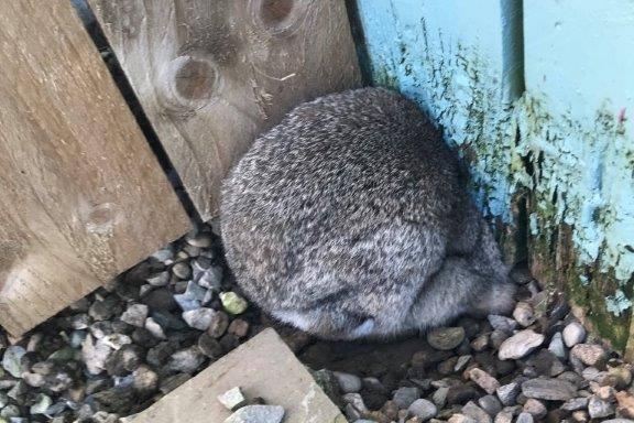 A wild rabbit needed a helping hand after getting stuck trying to push under a gate. Animal rescue officer Shane Lynn went to a home in North Allertone, North Yorkshire, on February 21 after the bunny was found trapped underneath a wooden fence.