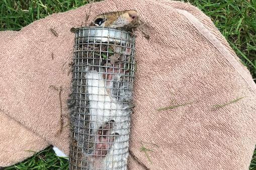 A greedy squirrel needed a hand after getting wedged in a birdfeeder in Northwich, Cheshire, on June 19. The rescue features in the RSPCA's list of the top rescues in 2021