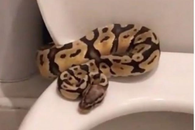 A TV star had a surprise when he was brushing his teeth and spotted a snake slithering out of his toilet! Coronation Street actor Harry Visinoni - who plays Seb Franklin in the popular soap - was at home in Hale, Greater Manchester, with his girlfriend, Ellie, when he spotted the snake in the early hours of January 9. They called the RSPCA the following morning and rescuer Sonia Hulme went to collect the royal python, now hiding behind the radiator. Now named Lulu, it’s thought the snake is an escaped pet and is now being cared for by specialists.