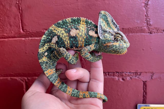 A man putting his bin out late at night was shocked after finding a chameleon sitting on his door in Preston. He confined the brightly-coloured reptile to a box and took it to his mum’s house nearby and alerted the RSPCA. The rescue features in the RSPCA's list of top rescues of 2021