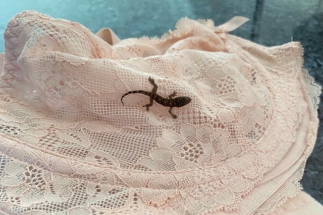 A lingerie-loving lizard travelled more than 4,000 miles in a woman’s bra from sunny Barbados to Rotherham, South Yorkshire! The tiny globe-trotting gecko was busted when she was spotted by Lisa Russell when she returned to her home on September 6 and went to unpack her suitcase. The rescue features in the list of the RSPCA's top rescues of 2021