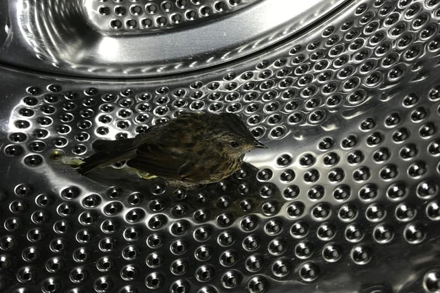 A woman with a fear of birds called the RSPCA for help after her cat brought in a young bird and left him in the washing machine! Rescuer Emma Stainthorpe went to Houghton-le-Spring, Tyne & Wear, on June 9. The rescue features in the RSPCA's list of top rescues in 2021