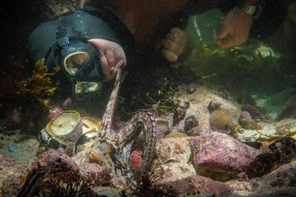 Released earlier in the year, My Octopus Teacher is a heartwarming story which shows the bond between human and animal at its best. A 93% rating on Rotten Tomatoes is evidence of its quality storytelling.

Photo: Netflix