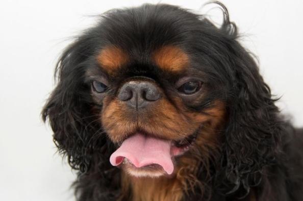 Known as the English Toy Spaniel in the USA, the King Charles Spaniel needs very little to be happy. Give them a few laps of the garden and a comfortable spot to nap and they'll be utterly content.