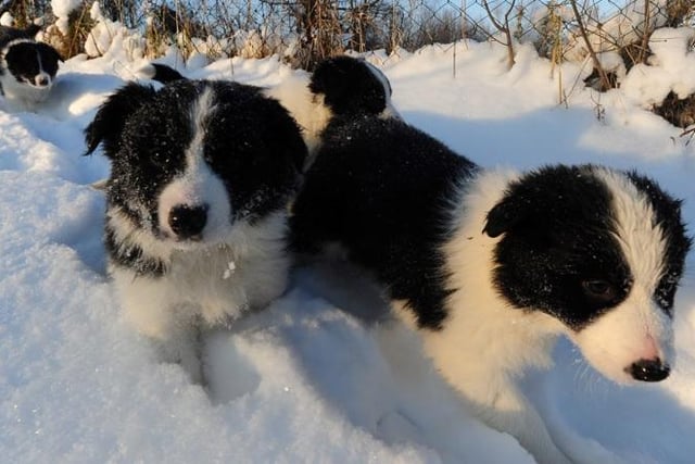 The Border Collie is a naturally very happy breed, but they are in their ultimate doggy heaven when out-and-about exercising. You'll not see a dog more in its element than a delighted Border Collie racing across fields.