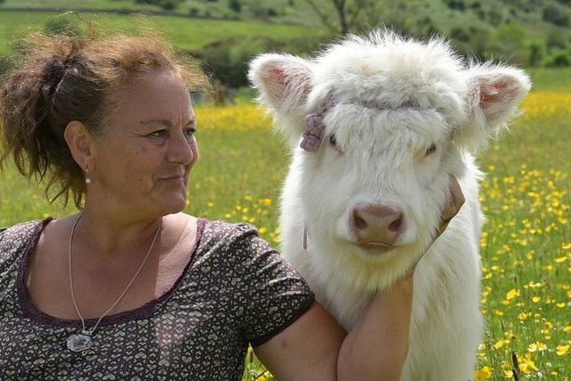 Molly Corona, the 11-week-old Highland Cow calf, with new mum Wilma Howe.