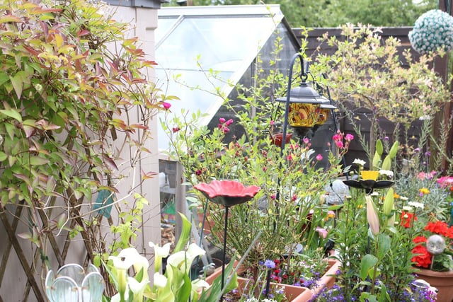 Best potted garden 2019 Rose Mullings