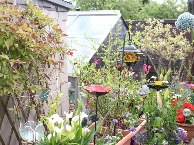 Best potted garden 2019 Rose Mullings