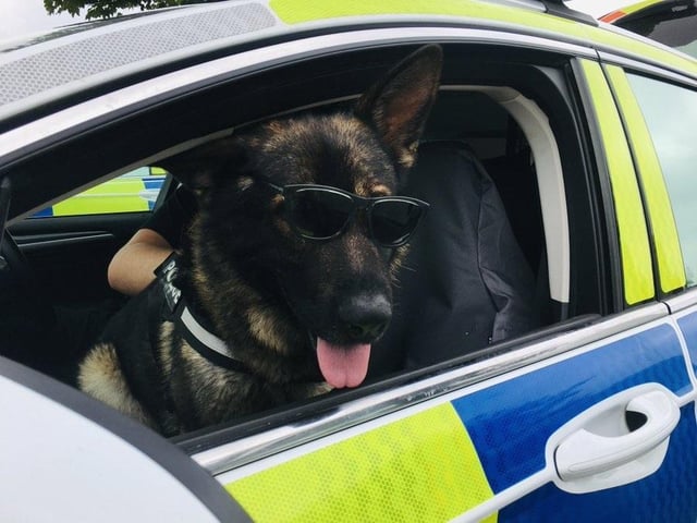 Trainee Police Dog Boycie certainly looks the coolest pup in Northamptonshire Police Dog Section, and is set to complete his training later this month
