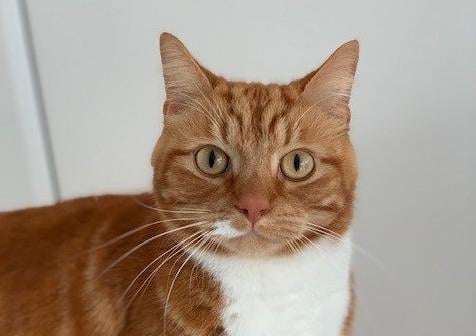 Ralph from Wadars at Worthing. To express an interest call 01903 247111 or email cattery@wadars.co.uk SUS-200720-105138001