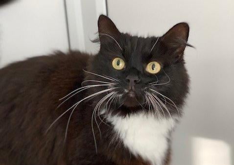 Ruby from Wadars at Wolrthing. To express an interest call 01903 247111 or email cattery@wadars.co.uk SUS-200720-105150001