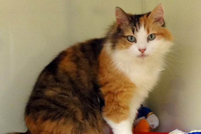 Maple from Bluebell Ridge at Hastings. Maple is 8 years old and a shy cat  who would suit a quiet home with just one or two people for her to get to know, with no children. To express an interest call RSPCA Bluebell Ridge Cat Rehoming Centre on 01424 752121. SUS-200720-105652001