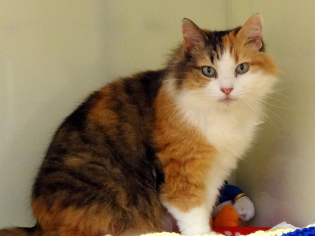 Maple from Bluebell Ridge at Hastings. Maple is 8 years old and a shy cat who would suit a quiet home with just one or two people for her to get to know, with no children. To express an interest call RSPCA Bluebell Ridge Cat Rehoming Centre on 01424 752121. SUS-200720-105652001