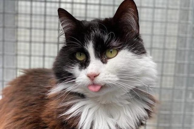 Lilibeth, 3 years old from t RSPCA Mount Noddy near Chichester, needs a home after her owner died. She is shy but loves a lap and needs a quiet home with no other pets. To express an interest call 07395 792891 or 01243 773359 SUS-200720-110514001