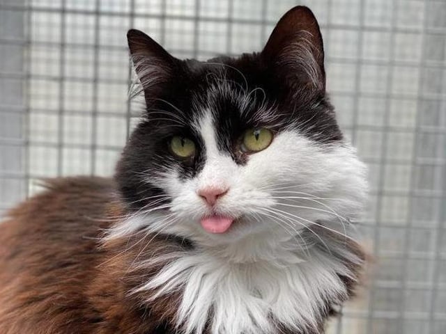 Lilibeth, 3 years old from t RSPCA Mount Noddy near Chichester, needs a home after her owner died. She is shy but loves a lap and needs a quiet home with no other pets. To express an interest call 07395 792891 or 01243 773359 SUS-200720-110514001