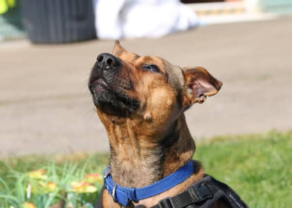 Little Lady from RSPCA Mounty Noddy, near Chichester, is a tan staffy cross, 4 years old with a loving and affectionate nature who likes long walks. To express an interest call 07395 792891 or 01243 773359. SUS-200720-110600001