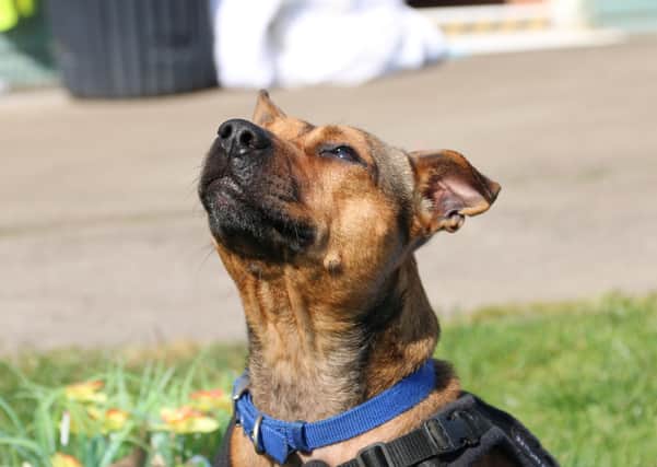 Little Lady from RSPCA Mounty Noddy, near Chichester, is  a tan staffy cross, 4 years old  with a loving and affectionate nature who likes long walks. To express an interest call 07395 792891 or 01243 773359. SUS-200720-110600001