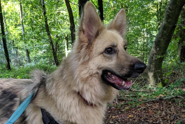 German Shepherd Toyah, from RSPCA Mount Noddy, near Chichester, is a sensitive girl looking for understanding and very experienced owners. To express an interest call 07395 792891 or 01243 773359 SUS-200720-110533001