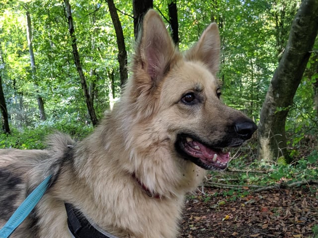 German Shepherd Toyah, from RSPCA Mount Noddy, near Chichester, is a sensitive girl looking for understanding and very experienced owners. To express an interest call 07395 792891 or 01243 773359 SUS-200720-110533001