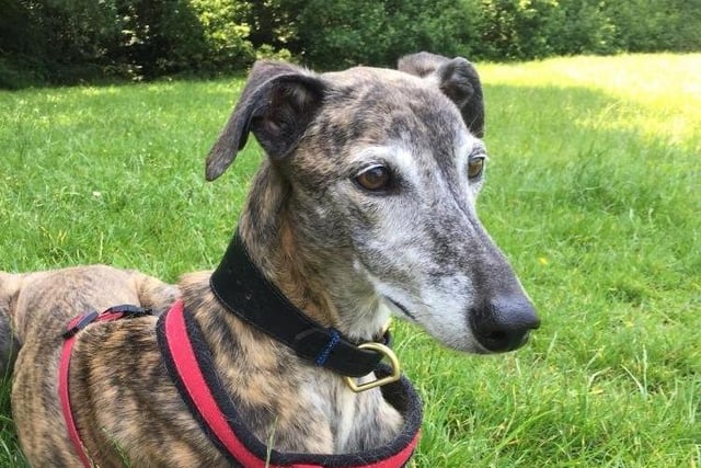 Ten year old brindle lurcher Lady would like an owner who would make her a comfy bed and let her spread out on the sofa with them. She is on medication from a previous injury and would need visits to the vet. To express an interest call 07395 792891 or 01243 773359 SUS-200720-110545001
