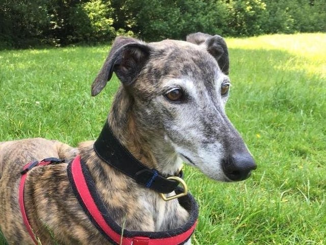 Ten year old brindle lurcher Lady would like an owner who would make her a comfy bed and let her spread out on the sofa with them. She is on medication from a previous injury and would need visits to the vet. To express an interest call 07395 792891 or 01243 773359 SUS-200720-110545001